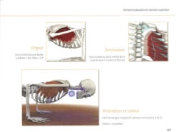 Yoga Anatomie Les Muscles -CHIN MUDRA Soldes yoga anatomie 15827926305e577fb6ce8ce